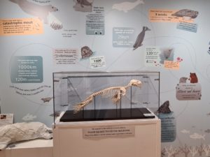 Photo of Seal pup skeleton with display facts on the wall behind