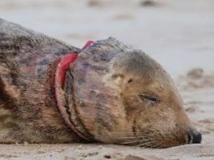 Photo of Pinkafo a grey seal trapped with a plastic flying ring toy around her neck. Let's ban flying rings!