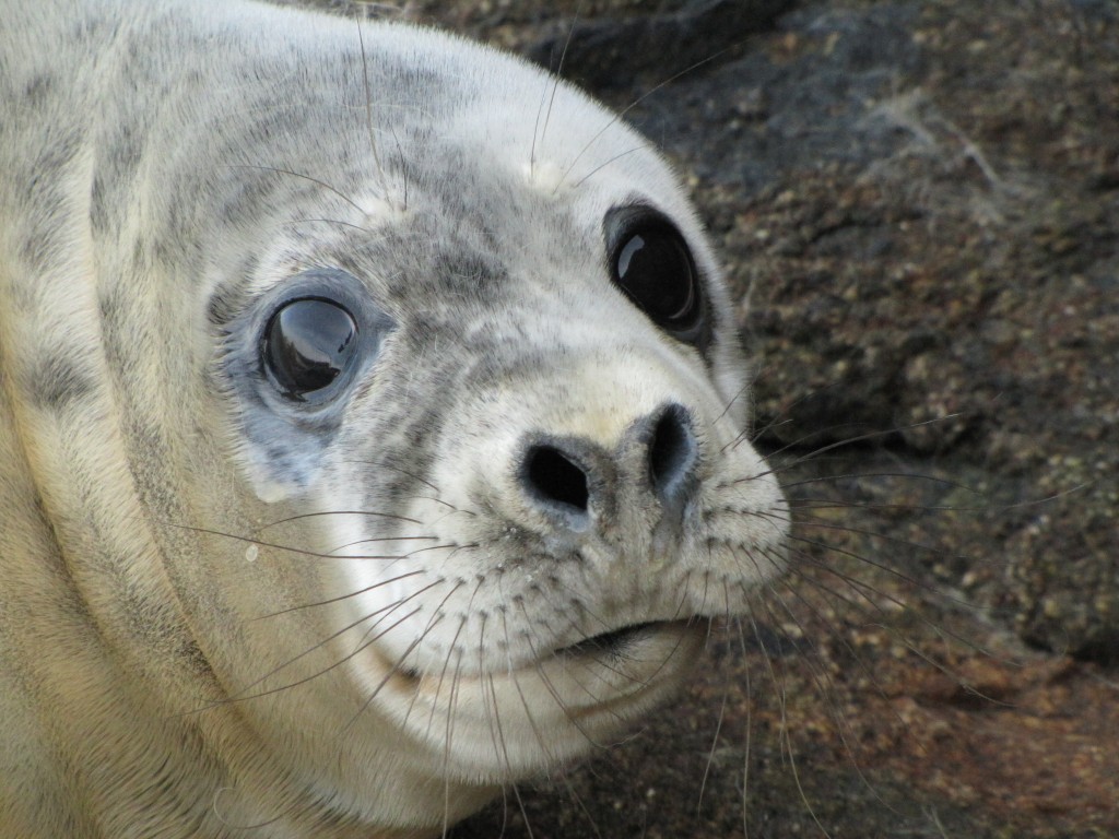 About Seals - Cornwall Seal Group