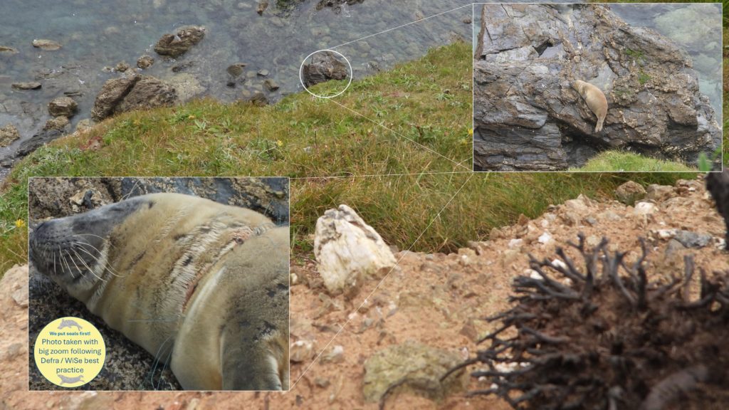 Photos of a juvenile seal showing how far it is away zoomed out and then how close it looks when we zoom in with our big lenses. Sticker reflects best practice photography for seals.